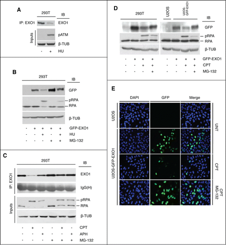 Figure 1. Camptothecin targets EXO1 for proteasome-mediated degradation. (A) HEK-293T cells were treated with hydroxyurea (HU, 2 mM) for 16h. Endogenous EXO1 was immunoprecipitated with a rabbit polyclonal antibody and visualized with a specific monoclonal antibody. Whole cell extracts (WCEs, inputs) were analyzed using the indicated antibodies. (B) HEK-293T cells ectopically expressing GFP-EXO1 were treated with HU (2 mM) and MG-132 (10 μM) for 16h. WCEs were analyzed using the indicated antibodies. Mock transfected HEK-293T were used as control. (C HEK-293T cells were treated with camptothecin (CPT, 1 μM), aphidicolin (APH, 15 μM) and MG-132 (10 μM) for 4h, as indicated. Endogenous EXO1 was visualized as described in A. IgG(H) were used as control for the quality of the immunoprecipitation (IP). WCEs (inputs) were analyzed using the indicated antibodies. The EXO1 signal was quantified upon normalization on IgG(H): CTRL, lane 1 = 1; CPT, lane 2 = 0.19; APH, lane 3 = 0.77. (D) HEK-293T cells ectopically expressing GFP-EXO1 (left) or stable U2OS-GFP-EXO1 cells (right) were treated with CPT (1 μM) and MG-132 (10 μM) for 4h. WCEs were analyzed using the indicated antibodies. Mock transfected HEK-293T and wild-type U2OS were used as controls. (E) Indirect immunofluorescence analysis of wild-type and stable U2OS-GFP-EXO1 cells shown in (D).