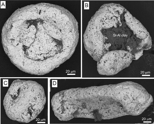 Figure 9 Scanning electron micrographs of gold particles from Ourawera Stream sediments, collected from drillhole samples. Dark patches in crevices are polymorphic encrustations that include Si–Al clay, probably kaolinite. A–C, Typical toroidal particles; D, rare rounded but equant particle.