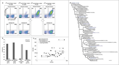 Figure 2. Characterizing the system and establishing optimal selection conditions. (a) Flow cytometry plot, in which each dot represents an individual yeast clone displaying antibodies. The number of positive antibody clones is represented by those found in the top-right quadrant that both express scFv and bind target. Only after 2 rounds of phage selection are there enough positive clones to sort effectively. The binding population increases significantly after one or 2 rounds of fluorescence activated cell sorting. (b) ELISA testing of normalized amounts of soluble polyclonal antibodies obtained after one or 2 rounds of sorting. Two monoclonal scFvs in the minibody format (anti-lysozyme and anti-ubiquitin) were used as controls. (c) Plot of antibody affinity versus abundance ranking position for the antibodies described in Table 2 after one (gray dots) or 2 (black dots) sorts. With the exception of the 2 clones indicated by gray circles, antibodies were common to both selections (dashed connectors). (d) Phylogram of anti-ubiquitin HCDR3 identified in 2+2 through deep sequencing. Ranking position (HCDR3.x) and abundance within the polyclonal population (%) are shown. The 10 most abundant HCDR3 clones are shown in blue. The x-axis shows evolutionary distance as substitutions per site; scale bar depicts 3 amino acid changes.