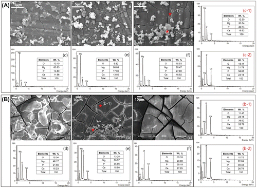 Figure 1. (A) SEM images of the Mg surface after immersion in EBSS for (a) 5, (b) 15, and (c) 30 days, EDX spectra after (d) 5, (e) 15, (f) 30 days, and EDX spectra of points (c-1) and (c-2) from image (c); (B) SEM images of the Mg surface after implantation to rat for (a) 5, (b) 15 and (c) 30 days, EDX spectra after (d) 5, (e) 15, (f) 30 days and EDX spectra of points (b-1) and (b-2) from image (b).