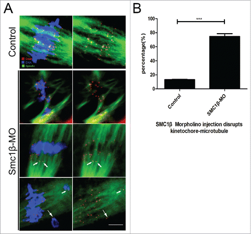 Figure 3. Knockdown of Smc1β leads to the disrupted kinetochore-microtubule attachment in mouse oocytes. (A) Representative images of kinetochore-microtubule attachments in control and Smc1β-MO oocytes. Oocytes were immunostained with anti-α-tubulin-FITC antibody to visualize spindles, with CREST to visualize kinetochores, and counterstained with Hoechst to visualize chromosomes. Scale bar, 5 μm. (B) The proportion of defective kinetochore-microtubule attachments was recorded in control and Smc1β-MO oocytes. Data were presented as mean percentage (mean ± SEM) of at least 3 independent experiments. Asterisk denotes statistical difference at a p < 0.05 level of significance.