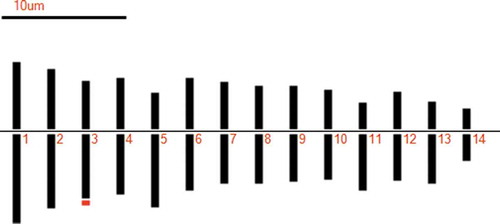 Figure 2. Elymus semicostatus, ideogram. Scale bar = 10 μm.