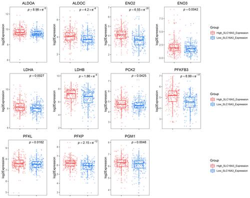 Figure 2 The expression of SLC16A3 can represent the glycolytic activity of prostate cancer to some extent. Box plots showed the expression of glycolysis-related genes ALDOA, ALDOC, ENO2, ENO3, LDHA, LDHB, PCK2, PFKFB3, PFKL, PFKP, and PGM1 in the low and high SLC16A3 expression groups.