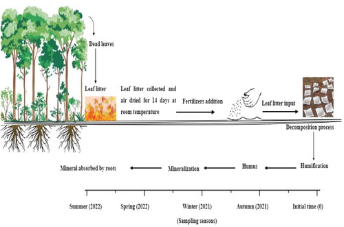 Figure 2. Diagram showing the experimental process in white poplar forest in Qadis district