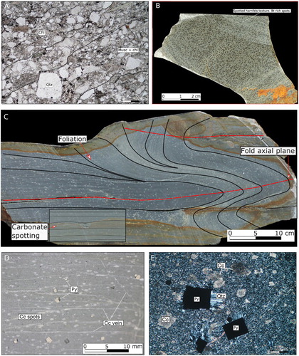 Figure 4. Greenland Group textures. (A) Plane-polarised light image of typical Greenland Group meta-greywacke to the east of the Blackwater porphyry dike. Black lines indicate pressure solution seams. Metamorphic minerals are muscovite (Musc) and chlorite (Chl). (B) Hand specimen of spotted hornfels from adjacent to the dike. The spots are biotite (Bt). (C) Hand specimen from west of the dike showing ductilely deformed Greenland Group. (D) Hand specimen of Greenland Group west of the dike showing pyrite (Py) porphyroclasts as well as carbonate (Cc) veins (typically running across the field of view) and abundant spherical to oblate pale-coloured carbonate spots. (E) Cross-polarised light image showing the pyrite grains and carbonate spots. The pyrite has quartz strain fringes.
