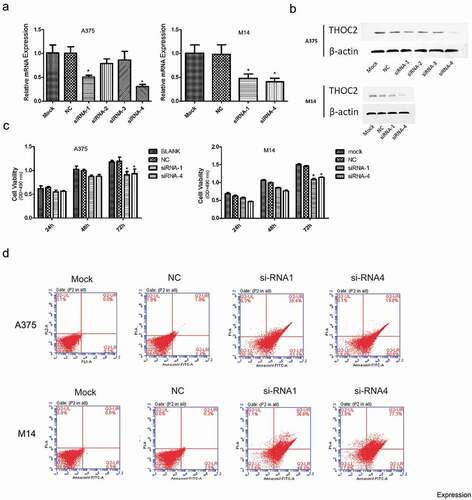 Figure 2. THOC2 inhibition reduced melanoma cell proliferation. (a, b) Relative expression of THOC2 in A375 and M14 cells transfected with siRNAs or NC was measured by RT-qPCR and western blot. (c) MTT assays showed that THOC2 inhibition reduced melanoma cell proliferative ability in vitro. (d) Flow cytometric analysis showed that THOC2 inhibition increased apoptosis of melanoma cells. *P < 0.05.