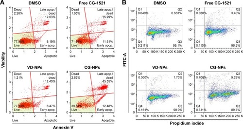 Figure 6 Comparison of the effects of free CG-1521 and CG-NPs on apoptosis and DNA fragmentation in MCF-7 cells.Notes: (A) A representative apoptosis profile obtained by treating cells with free CG-1521 and CG-NPs. Nonapoptotic live (lower left), nonapoptotic dead (upper left), early apoptotic (lower right), and late apoptotic (upper right). A representative dataset from one of the three biological replicates is shown. (B) A representative DNA fragmentation profile in MCF-7 cells treated with free CG-1521 and CG-NPs. The detection of DNA strand breaks in apoptotic cells was determined by TUNEL assay as described in the Methods section. Dot plots represent 10,000 events of single population of cells. A representative dataset from one of the three biological replicates is shown.Abbreviations: CG-NPs, CG-1521-loaded starch NPs; DMSO, dimethyl sulfoxide; TUNEL, Terminal deoxynucleotidyl transferase (TdT) dUTP Nick-End Labeling; VD-NPs, void nanoparticles.