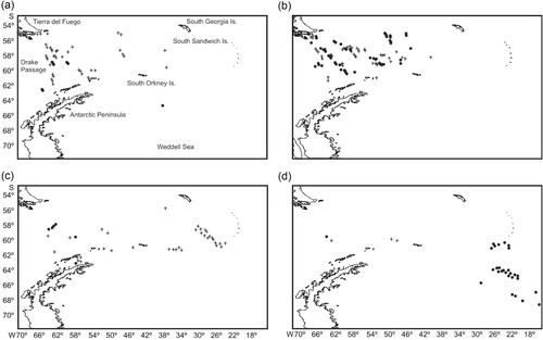 Fig. 1 Records of the studied species’ distribution (except Buller's albatross). New sightings reported in this article (summer seasons 1994/95, 2009, 2010, 2011 and 2012) are represented with crosses. Black dots: historical sightings in the summer seasons of 1990, 1992, 1993 and 1996 (Montalti et al. Citation1999; Orgeira Citation1997, Citation2001, in press). Each cross/dot is a 10-min count, which indicates where species were recorded. The number of individuals is not shown. Ships’ tracks have been omitted for readability. (a) Atlantic petrel; (b) Kerguelen petrel; (c) soft-plumaged petrel; (d) great-winged petrel.