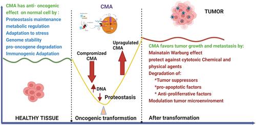 Figure 3 Anti-oncogenic function of CMA turns pro-oncogenic in cancer cells. Studies in vitro and in vivo support an anti-oncogenic function for CMA in normal cells through a variety of mechanism (blue font). This could explain why conditions in which CMA activity are reduced. Reduced CMA has been shown to increase DNA damage and reduce proteostasis providing thus an environment favourable for malignant transformation. Right after transformation CMA activity is upregulated and remains constitutively active in most tumor cells. High CMA activity in cancer cells sustains different pro-oncogenic functions (red font). Created with BioRender.com.