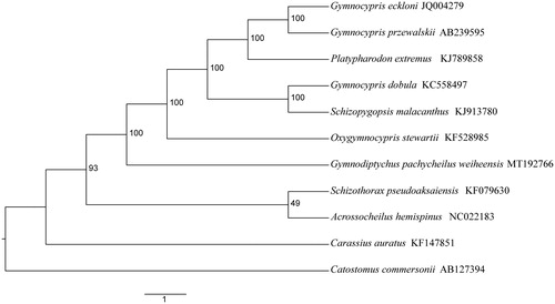 Figure 1. The maximum likelihood tree of the Gymnodiptychus pachycheilus weiheensis and 10 other species with Genbank accession numbers.