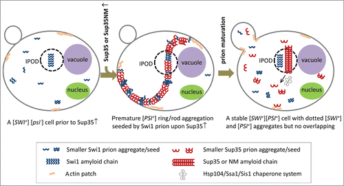 Figure 2. Morphological remodeling of [SWI+] prion aggregation during the initiation and maturation processes of [PSI+]. Prior to Sup35 overproduction, [SWI+] exists as multiple dot-like aggregates in [SWI+][psi−] cells (left). When Sup35 (or its prion domain) is overproduced, Sup35 ring/ribbon/rod-shaped aggregates are formed, presumably through cross-seeding with the preexisting Swi1 prion amyloids at IPOD or multiple cellular sites. At the same time, [SWI+] prion aggregates undergo significant morphological remodeling from multiple distinct dots to be ring/ribbon/rod-shaped. The remodeled [SWI+] prion aggregation is drastically co-localized with the newly formed Sup35 ring/ribbon/rod-shaped aggregates to form a beads-on-string organization (middle), supporting the cross-seeding model. During the maturation process, Sup35 ring/ribbon/rod-shaped structures are processed into dotted mature prion aggregates likely through the action of chaperones such as Hsp104, Ssa1, and Sis1. These dotted aggregates can serve as seeds for prion transmission during cell division. In mature [PSI+] cells, the aggregates of [SWI+] and [PSI+] are mainly dot-shaped and do not interact with the possible exception in the IPOD (right).