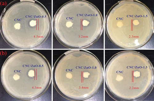 Figure 11. Antimicrobial activities of CNC/ZnO nanohybrids composites against S. aureus (a) and E. coli (b) (Yu et al. Citation2015).