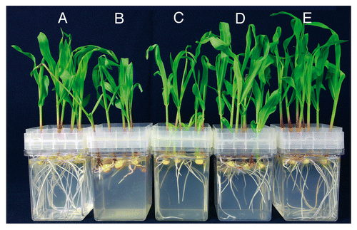 Figure 2. Maize seedlings cv CELLUX cultivated on MS agar in magenta boxes treated with 50 nM 3MeOBAP (B) and its derivatives: 3MeOBAPR (C), 3MeOBA9THFP (D) and 3MeOBAPTHPP (E) in comparison to DMSO-treated control plant (A). Seedlings were germinated for three days, transferred to MS agar and grown at 24°C under long-day conditions for another seven days prior to taking pictures. Representative plants selected from six independent treatments are shown.