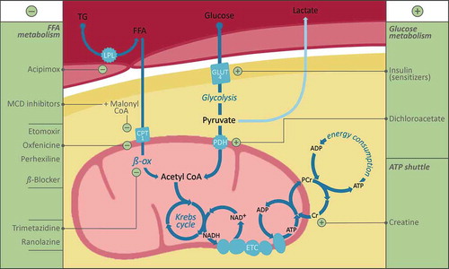 Figure 1. Therapeutic concepts to restore metabolic dysfunction in heart failure.Simplified schematic depicting cellular energy metabolism from substrate utilization to oxidative phosphorylation and energy transfer to the sites of energy consumption. Current therapeutic concepts to improve energetic efficiency in heart failure either target proportional substrate use by decreasing fatty acid metabolism (left panel), increasing glucose oxidation (right upper panel), or augmenting energy transfer (right lower panel). ADP: adenosine diphosphate; ATP: adenosine triphosphate; CPT: carnitine palmitoyltransferase; Cr: free creatine; FFA: free fatty acids; GLUT4: glucose transporter 4; PCr: phosphocreatine; PDH: pyruvate dehydrogenase; MCD: malonyl-CoA decarboxylase; NAD+, NADH: oxidized and reduced forms of nicotinamide adenine dinucleotide; TG: triglycerides; β-ox: beta oxidation.