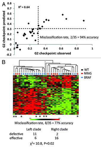 Figure 3. G2 checkpoint probe list predicts G2 checkpoint function. (A) The 165 probe list that was identified as the overlap between the QTA 377 probe list with p ≤ 0.004 and the 377 probe Bayes list with FDR ≤ 0.077 was subjected to LASSO with LOOCV. LASSO returned an equation for prediction of G2 checkpoint function as: ∑i cixi + 0.399, where ci and xi are the coefficient and expression for the i-th transcript, respectively (Supplemental Materials packet). Values of G2 checkpoint function that were predicted by LASSO were plotted against the observed values. The cutoff value for effective vs. defective G2 checkpoint function was 0.31. LASSO correctly classified G2 checkpoint function for 94% of the melanoma cell lines. The two misclassified lines were the checkpoint-effective line SK-Mel-27 with an observed IR/Sham ratio of 0.18 and a predicted ratio of 0.41 and the checkpoint defective line SK-Mel-173 with an observed ratio of 0.28 and a predicted ratio of 0.22. (B) Unsupervised hierarchical cluster of 35 melanoma cell lines using the 165 probes that were correlated with G2 checkpoint function (p ≤ 0.004 and FDR ≤ 0.077). Gene expression in melanoma cell lines was visualized using the method of Eisen et al.,Citation60 which organizes lines and transcripts according to similarity. Transcripts that were expressed at greater levels than the group median are shown in red, and transcripts that were expressed at lesser levels than the group median are shown in green. The intensity of color is proportional to the separation from the median. The two major clades (branches) in the melanoma cell line dendogram largely represented checkpoint-defective (left clade) and checkpoint-effective (right clade) classes. There were eight lines that were misclassified for a correct classification rate of 77%. Melanoma lines with mutations in BRAF and NRAS were represented in both classes. Melanoma lines with wild-type BRAF and NRAS were restricted to the checkpoint-effective class. Chi-square analysis indicated significant separation of checkpoint-effective and -defective lines (χ2 = 10.8, p = 0.02).