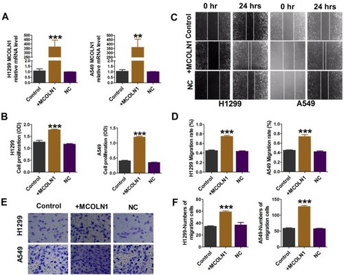 Figure 3 Overexpression of MCOLN1 promotes cell migration, proliferation and invasion in NSCLC cells. (A) Cells were transfected with MCOLN1-mimic, and the expression of MCOLN1 was analyzed by qRT-PCR. (B) The effects of MCOLN1 on cell viability were measured with a CCK-8 assay. A549 and H1299 cells were transfected with MCOLN1-mimic for 48 hrs. (C, D) Wound healing assay showed that MCOLN1 resulted in a faster closing of scratch wounds. Scale bar 200 μm. (E, F) The effects of MCOLN1 transfection on the invasion of A549 and H1299 cells were assessed by transwell assay. The quantitative presentation of the number of invasive cells. The data are expressed as mean±SEM of five independent experiments. **P< 0.01, ***P<0.001 vs control.