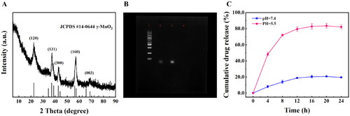 Figure 5. (A) XRD pattern of H-MnO2. (B) Nucleic acid image Lane 1 represents Marker; Lane 2 stands for H-MnO2-SRF-APT; Lane 3 represents aptamer AP613-1; Lane 4 (no color is displayed) represents H-MnO2-SRF demonstrate the ligation of the aptamer. (C) SRF in vitro release curve of H-MnO2-SRF-APT at different pH values (pH 5.5 and pH 7.4).