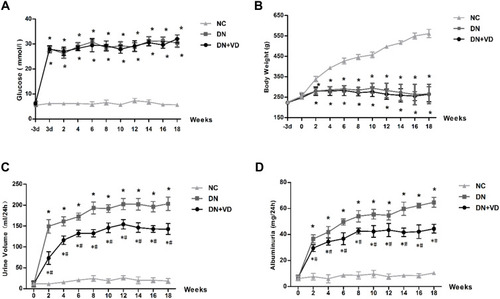Figure 3 Effects of calcitriol on blood glucose, body weight, urine volume and proteinuria in diabetic rats. SD male rats were intraperitoneally injected with 60 mg/kg streptozotocin. After 3 days, the rats with STZ treatment were garaged with 0.1μg/kg/d calcitriol or vehicle solution daily for consecutive 18 weeks. The body weight, 24h urine volume, 24h urinary protein and blood glucose levels were measured every 2 weeks. Time course monitoring of blood glucose (A), body weight (B), 24h urine volume (C) and 24h urinary albumin excretion (D) levels for 18 weeks. Values are mean ± SD (n=6). Significance: *P<0.05 vs NC group, # P<0.05 vs DN group at the same time point, respectively.