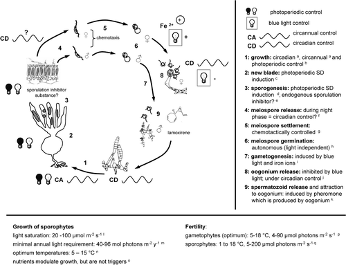 Fig. 1. Schematic representation of life-cycle control in Laminaria sensu lato by abiotic and endogenous factors assuming that regulation processes are similar within the genus. aLüning (Citation1986, 1988, 1992, 1994), tom Dieck (Citation1991), Schaffelke & Lüning (Citation1994), Makarov et al. (Citation1995), for species and further details see section 7: Endogenous rhythms controlling metabolism and development; b L. hyperborea, L. saccharina: Lüning (Citation1979), Fortes & Lüning (Citation1980), Lüning (Citation1988), L. setchellii: tom Dieck (Citation1991); c L. hyperborea: Lüning (Citation1986), L. setchellii: tom Dieck (Citation1991); d L. saccharina: Lüning (Citation1988), L. setchellii: tom Dieck (Citation1991); e L. digitata, L. saccharina: Buchholz & Lünig (Citation1999), Lüning et al. (Citation2000), L. japonica: Mizuta et al. (Citation1999b), for further detail see section 5: Sporogenesis and meiospore release; f L. japonica: Fukuhara et al. (Citation2002); g L. farlowii: Amsler & Neushul (Citation1990), L. japonica: Fukuhara et al. (Citation2002); h L. digitata, L. hyperborea, L. saccharina: Lüning (Citation1980); i iron: L. farlowii: Amsler & Neushul (Citation1989a), L. japonica: Motomura & Sakai (Citation1981, 1984), blue light: L. digitata, L. hyperborea, L. saccharina: Lüning & Dring (Citation1972, 1975), Lüning (Citation1980); j L. saccharina: Lüning (Citation1981), L. japonica: Tseng et al. (Citation1959); k(e.g.: L. digitata): Müller et al. (Citation1979), Maier et al. (Citation1988); lLüning (Citation1979), Wiencke & Fischer (Citation1990), Han & Kain (Citation1996); m L. hyperborea: Lüning (Citation1970), L. solidungula: Chapman & Lindley (Citation1980a), L. saccharina: Borum et al. (Citation2002); n L. abyssalis, L. bongardiana, L. digitata, L. hyperborea, L. longicruris, L. ochroleuca, L. pallida, L. schinzii, L. setchellii, L. solidungula: Bolton & Lüning (Citation1982), Lüning & Freshwater (Citation1988), tom Dieck (Citation1992), tom Dieck & de Oliveira (1993); oLüning & Dring (Citation1985), Lüning (Citation1993); p L. abyssalis, L. bongardiana, L. digitata, L. hyperborea, L. ochroleuca, L. pallida, L. schinzii, L. setchellii: tom Dieck (Citation1992), tom Dieck & de Oliveira (1993), Izquierdo et al. (Citation2002), L. longicruris: Yarish et al. (Citation1990); q L. digitata: Bartsch (unpublished data).