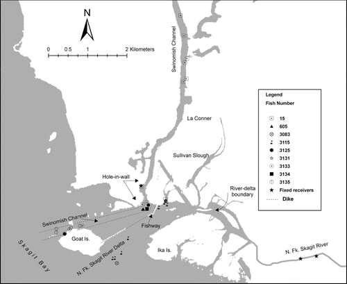 FIGURE 2 Map detail of bull trout detected in the Swinomish Channel and North Fork Skagit River delta, Washington, in 2006. Shown are data for fish that resided in the channel or delta for more than 7 d and for fish detected one or two times that migrated through this area. Symbols are not shown for eight fish that resided for more than 7 d in the Hole-in-Wall.