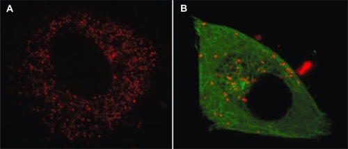 Figure 2 Fluorescence images of single quantum dots and aggregates in the cytoplasm of live fibroblast cells. (A) Single QDs observed in the cytoplasm after delivery via SLO toxin. (B) QD aggregates observed in the cytoplasm after a long period of time following SLO delivery (40 hours). Microtubules were visualized by GFP-tubulin protein expression. Both images were obtained with a spinning disk confocal microscope (Perkin Elmer), with the focal plane near the center of each cell.