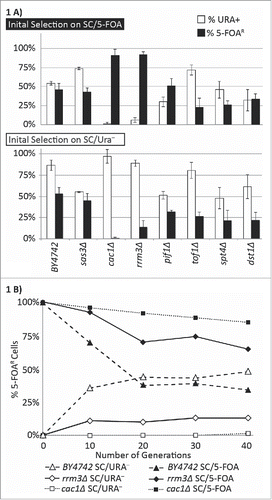 Figure 1. Frequency of epigenetic conversions at the VIIL telomere. (A) The URA3-tel construct was integrated in the VIIL telomere of the strains shown along the horizontal axis. Cells were selected in parallel on SC/5-FOA (upper graph) and SC-ura (lower graph) and single colonies were transferred to liquid YPD medium for 20 generations. Cultures were then serially (1:10) diluted and spotted on YPD, SC-ura and SC/5-FOA plates. Colonies were counted and the percentage of FOAR (black columns) and URA+ (open columns) was calculated. The data is from Supplemental Table 2. (B) Cells were selected on SC/ura− (gray fill), and SC/5-FOA (black fill) and released in non-selective YPD medium. Aliquots were taken at the indicated number of generations and the percent of FOAR cells was measured and plotted. The data is from Supplemental Table 2.