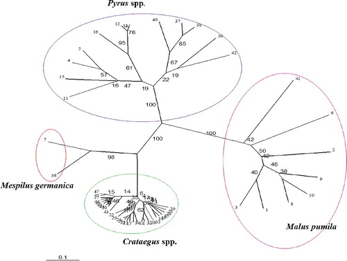 Figure 3. Phylogenetic tree of different genera based on banding pattern from random primers using TreeView software.