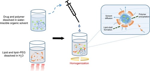 Figure 3 Nanoprecipitation technique for the preparation of LPHNPs by one-step method.Notes: Drug and polymer are dissolved together in a water-miscible solvent, such as ethanol or acetone. The lipids and/or lipid–PEG are dissolved together in water, and the solution is heated beyond the lipids respective gel-to-liquid transition temperature. The polymer/drug solution is then added drop-wise to the lipid dispersion during continuous stirring, triggering the precipitation of the nanoparticles and the aggregation of the lipids/lipid–PEGs around the NP core due to hydrophobic interactions.Abbreviations: LPHNPs, lipid–polymer hybrid nanoparticles; NP, nanoparticle; PEG, polyethylene glycol.