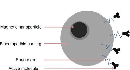 Figure 2 A basic schematic diagram of a magnetic nanoparticle’s structure.Note: A magnetic nanoparticle consists of magnetic core, a protective coating, and a linker connecting active molecules.