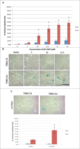 Figure 7. ILK Inhibition and Knockdown Effects Senescence in an Rb-Dependent Manner in Glioblastoma Cells. (A) QLT-0267-induced senescence was significantly higher in T98G Rb+ve cells (T98G Scr) as compared T98G Rb-ve cells (T98G E3), n = 4−5 *p < 0.05, different from vehicle control and from T98G E3 cells treated with the same concentration of QLT-0267 as determined using an ANOVA and Fisher's (LSD) test. (B) Representative figures used in the analysis of SA-β-gal activity in T98G cells are shown. T98G cells (Scr and E3) exposed to 5, 10 or 12.5 µM QLT-0267 or drug vehicle alone indicate a higher level of senescence in T98G Scr cell as compared to T98G E3 cells. With increasing concentration of QLT-0267 morphological changes indicative of senescence include an increase in cells that are flattened and enlarged having a prominent nucleus and increased cytoplasmic granularity. Additionally, increased SA-β-gal activity staining within the perinuclear compartment was observed. (C) T98G cells were treated twice with control (C RNAi) or ILK siRNA (ILK RNAi). Three days following the last siRNA treatment, cells were stained for SA-β-gal activity. (Upper) Representative photographs of T98G Scr or T98G E3 cells following ILK knockdown are shown above the histograms. (Lower) Histograms of the % SA-β-gal stained cells indicate that ILK knockdown resulted in a significantly higher level of senescence in T98G cells expressing normal levels of Rb (T98G Scr) as compared those cells with Rb knocked down (T98G E3). n = 3. *p < 0.05, different from all other groups as determined using a one-way ANOVA and Fisher's (LSD) test.