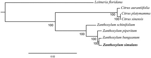 Figure 1. Maximum Likelihood (ML) phylogenetic tree based on complete chloroplast genome sequences of six species from the family Rutaceae using L. floridana of Simaroubaceae as an outgroup. Numbers on branches are bootstrap support values based on 10,000 iterations. All eight species’s accession numbers are listed as below: Z. piperitum KT153018, Z. piperitum NC_027939, Z. schinifolium KT321318, C. aurantiifolia KJ865401, C. platymamma KR259987, C. sinensis NC_008334, and L. floridana NC_030482.