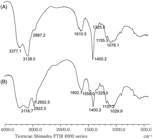 Figure 2. FT-IR spectra of chitosan and its synthetic derivative. (A) FT-IR spectrum of chitosan and (B) FT-IR spectrum of N,N,N-trimethyl-N-dodecyl chitosan.
