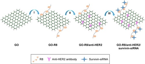 Scheme 1 Synthetic route to preparing GO-R8 and GO-R8/anti-HER2/survivin-siRNA.