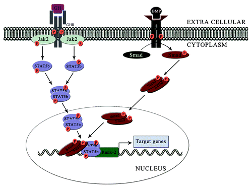 Figure 3. Regulation of Runx-2 activity by combined effect of STAT5B and Smad complexes. Induction of STAT5B from GH signaling leads to the formation of STAT5B/Runx-2 complex. Similarly, the Smad complexes induced by the action of BMP will bind with the Runx-2 and form Smad/STAT5B/Runx-2 complex and induce the transcription of genes responsible for osteoblast differentiation.