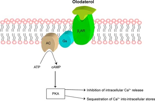 Figure 2 Olodaterol: mechanism of bronchodilating action.