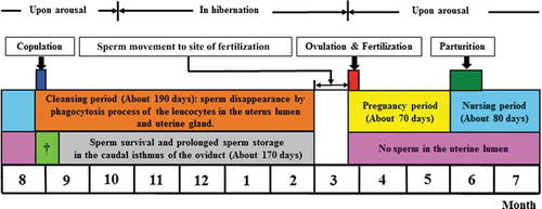 Figure 7. General mimetic diagram of relationship between sperm storage and loss in reproductive tract during female annual reproductive cycle of Korean hibernating greater horseshoe bats (R. ferrumequinum korai). The reproductive cycle is divided into six stages. The first stage is the mating period (the end of August). The second stage is the cleansing period (from the end of August to the end of February of the next year). During the cleansing period, some of sperm ejaculated after mating are phagocytosed and killed by leukocytes and this process proceeds gradually until February of the next year. From ovulation to the gestation and nurturing period, no sperm exist in the uterine lumen and uterine gland (Table I, Figure 5(a, d)). Sperm survival and storage occur in the caudal isthmus of the oviduct. The third stage is from the end of August to the end of September. When sperm in the uterine lumen move towards the uterotubal junction and are stored in the caudal isthmus of the oviduct. Only the sperm reaching the caudal isthmus of oviduct were found to be engaged in fertilization in the next year, and the duration of sperm storage was approximately 170 days. The fourth stage is the ovulation and fertilization period (the end of March). The fifth stage is the gestation period (from the end of March to the end of May) (approximately 70 days). The sixth stage is delivery (early and mid-June) and the nurturing period (from the end of June to mid-August) (nurturing period: approximately 80 days). †When sperm in uterine lumen move towards the uterotubal junction