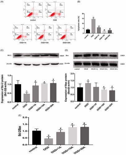 Figure 5. Effects of alisol A 24-acetate on apoptosis of OGD-induced bEnd.3 cells. (A) Apoptosis detected using flow cytometry. (B) Apoptotic ratio was calculated. (C) Western blot analysis to determine Bcl-2 expression. (D) Western blot analysis to determine Bax expression. (E) The Bcl-2/Bax ratio. The graphs represent the relative expression of these proteins over three independent experiments. vs. the control group (*p < 0.05, **p < 0.01), vs. the OGD group (#p < 0.05).