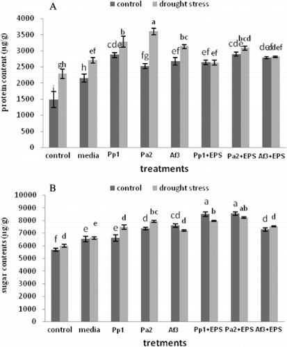 Figure 6. Protein and sugar content of maize seedlings inoculated with EPS-producing bacteria, along with their EPS. (A) Soil moisture content, (B) Leaf area, and (C) RWCs. (A) Protein content; (B) sugar content. Error bars are mean ± standard deviation, n = 8. (PP1) Proteus penneri; (Pa2) Pseudomonas aeruginosa; (AF3) Alcaligenes faecalis; (PP1 + EPS) Proteus penneri in combination with EPS; (Pa2 + EPS) Pseudomonas aeruginosa in combination with EPS and (AF3 + EPS) Alcaligenes faecalis in combination with EPS.