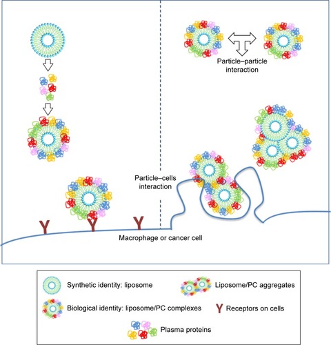 Figure 7 Cellular uptake of liposome/PC complexes.Notes: The incubation of liposomes with plasma resulted in liposome/PC complexes. The latter are heterogeneous and can be single vesicles surrounded by a PC and clusters of up to three vesicles (each of them surrounded by a PC) surrounded also by an outer corona. The cells (macrophage or cancer cells) can interact with single particles through a receptor-mediated pathway, and with larger aggregates via phagocytosis.Abbreviation: PC, protein corona.