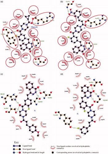 Figure 2. Ligplot images showing the interactions of the Olaparib (a), 5l (b), 5c (c) and 5i (d) with the enzyme PARP-1. The commonly interacting amino acid residues in both interactions were encircled in red circles.