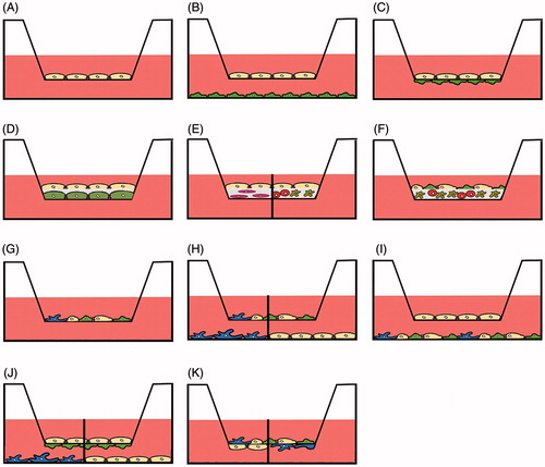 Figure 2. Use of transwell membranes in advanced culture models. Monoculture for permeation experiments (A), indirect contact (B) and direct or indirect contact (C) co-culture of only one cell type in each chamber. Cells can be cultured or separated by matrices that may either be acellular (D) or contain one (E) or several types of cells (E, F). Co-culture systems may consist of two and more cell types in the apical compartment (G), co-culture of two and more cell types in the apical compartment in indirect culture with one cell type in the basolateral compartment (H), co-culture of one cell type in the apical and several types of cells in the basolateral compartment (I), combined direct contact and indirect contact culture (J), direct contact culture of several cell types in the apical compartment and one type in the basolateral compartment (K). The separation line in H, J and K indicates that different cell types in monoculture can be used in the basolateral compartment or in the apical compartment (E).