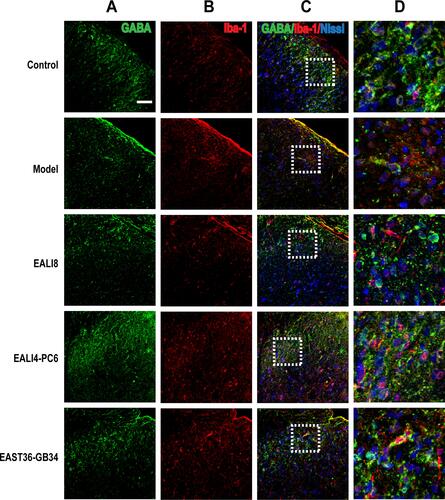 Figure 6 No co-expression of GABA and iba-1 and Nissl was found. Representative confocal images of C4-C5 spinal cord sections showing no coexpression of GABA (green) and iba-1 (red, marker for microglia) and Nissl (blue) in the superficial laminae of spinal cord C4-C5 DHs at 24h after modeling in rats. Results showed no expression of GABA in microglia. (A) GABA, (B) iba-1 (ionized calcium-binding adapter molecule), (C) merge, (D) magnification of the dashed squares from their left merged images. The bar on the top-left image represents 50µm.