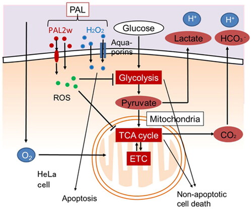 Figure 21. Inhibition of glycolysis and tricarboxylic acid (TCA) cycle in HeLa cells by plasma-activated ringer’s lactate solution (PAL); extracellular H2O2 induces intracellular H2O2 by penetrating through aquaporins, subsequently inducing apoptosis in HeLa cells; non-H2O2 PAL components in PAL (PAL2w) induce intracellular ROS (but not H2O2), which are responsible for impairment of mitochondrial respiratory system, glycolysis, and TCA cycle, ultimately inducing non-apoptotic cell death in HeLa cells (arrowheads represent stimulatory relationships and blunt arrowheads represent inhibitory relationships) [Citation187]. (Reprinted from Plasma Process Polym 18, 2100056 (2021)).