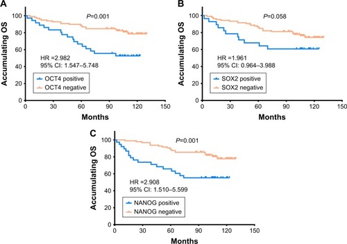 Figure 2 The correlations of OCT4, SOX2, and NANOG expressions with OS in HER2+ BC patients.