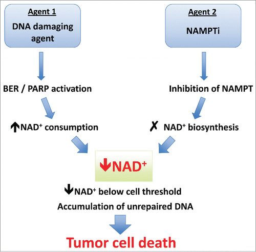 Figure 2. Mechanism of synergy between DNA damaging agents and NAMPT inhibitors. NAMPTi synergize with several DNA damaging agents, all of which have been shown to induce base excision repair (BER) or single-stranded DNA damage resulting in PARP activation. The increased consumption of NAD+ caused by PARP activation combined with inhibition of NAD+ regeneration leads to catastrophic NAD+ depletion and cell death. In cells that do not reach the threshold level/duration of NAD+ depletion, accumulation of unrepaired DNA may later lead to cell cycle arrest and tumor cell death. BER, base excision repair; NAD+, nicotinamide adenine dinucleotide (oxidized); NAMPT, nicotinamide phosphoribosyl transferase; NAMPTi, NAMPT inhibitor; PARP, poly ADP-ribose polymerase.