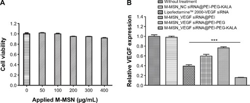 Figure 3 (A) An MTT assay was performed to evaluate the viability of the SKOV3 cells on exposure to M-MSN_NC siRNA@PEI-PEG-KALA containing various concentrations of M-MSNs, ranging from 50 to 400 μg/mL. (B) Downregulated vascular endothelial growth factor (VEGF) expression in SKOV3 cells by the M-MSN_VEGF siRNA@PEI-PEG-KALA, M-MSN_VEGF siRNA@PEI and M-MSN_VEGF siRNA@PEI-PEG delivery systems.Notes: (A) 0 denotes absence of treatment. (B) The dose of siRNA(NCor VEGF) was 150 nM within 80 μg/mL of M-MSNs. An identical quantity of siRNA was also transfected with Lipofectamine™ 2000 (***P<0.0001, n=3).Abbreviations: MTT, 3-(4,5-dimethylthiazol-2-yl)-2,5-diphenyltetrazolium bromide; M-MSN, magnetic mesoporous silica nanoparticle; PEI, polyethylenimine; PEG, polyethylene glycol; KALA, a type of fusogenic peptide; VEGF siRNA, vascular endothelial growth factor small interfering RNA; NC siRNA, negative control small interfering RNA.