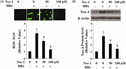 Figure 2. The RIP1 inhibitor necrostatin-1 (Nec-1) ameliorated HBx-induced oxidative stress in human LO2 normal hepatocytes. Human LO2 normal hepatocytes were transfected with HBx-encoding plasmid. Twenty-four hour later, cells were treated with Nec-1 at the concentration of 50 and 100 μM for 24 h. (A) Reactive oxygen species (ROS) was determined by the DCFH-DA assay. (B) Expression of Nox-4 was determined by western blot analysis (*, #, $, p < .01 versus the previous column group).
