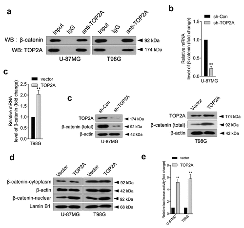 Figure 3. TOP2A facilitates β-catenin entry into the nucleus, and TOP2A promotes the transcription of β-catenin. (a) Co-immunoprecipitation assay showed that TOP2A could bind to β-catenin. (b-c) The mRNA levels and protein expressions of β-catenin were detected using qRT-PCR or Western blot, respectively. (d) The change in distribution of β-catenin in U-87 MG and T98G cells transfected by TOP2A overexpression plasmid or vector. (e) Overexpression of TOP2A stimulated the luciferase reporter activity of β-catenin promoter reporter. **P < 0.01 compared with vector.