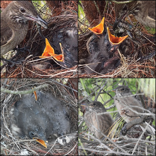 Figure 2. Nest of White-tailed Shrike-tyrant Agriornis albicauda, El Tablón hill, Cañar. (a) ~9th day from hatching, adult individual delivering a lizard (Pholidobolus cf. macbrydei/cf. prefrontalis) to chick, 6 October 2019. (b) Adult individual delivering a lizard (Stenocercus cf. festae) to chick, 6 October 2019. (c) ~13th day, 10 October 2019. (d) ~19th day, 16 October 2019. Photos DP (A, B), PMA (C-D).