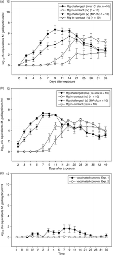 Figure 1.  Excretion patterns (mean±standard error of the mean) as indicated by Q-PCR of (1a) non-vaccinated and vaccinated challenged and in-contact birds in Experiment 1 after challenge with 104 CFU M. gallisepticum strain F1999, and (b) non-vaccinated and vaccinated challenged and in-contact birds in Experiment 2 after challenge with 104 CFU M. gallisepticum strain F1999. 1c: Shedding of M. gallisepticum 6/85 vaccine strain as indicated by the Q-PCR in the vaccinated control group of Experiments 1 and 2. I, II and III, 7, 14 and 21 days after the first vaccination, respectively; IV, 7 days after the second vaccination; V, 21 days after the second vaccination and the day before challenge(D–1). The other figures indicate the days after first contact between M. gallisepticum challenged and non-challenged susceptible in-contact birds. (Mg = M. gallisepticum)